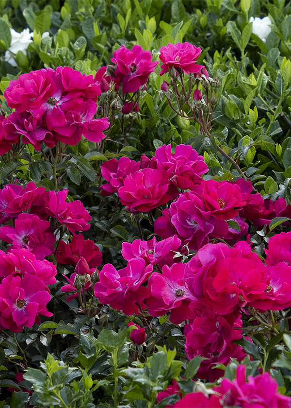 Fresh Ways to Color Your Garden Webinar Recording and Plant List