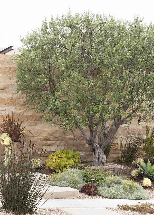 Best Problem-Solving Small Trees for Small Spaces (Zones 7 - 11)