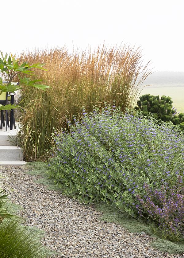 caryopteris shrub with blue flowers and tall feather reed grass next to a gravel pathway