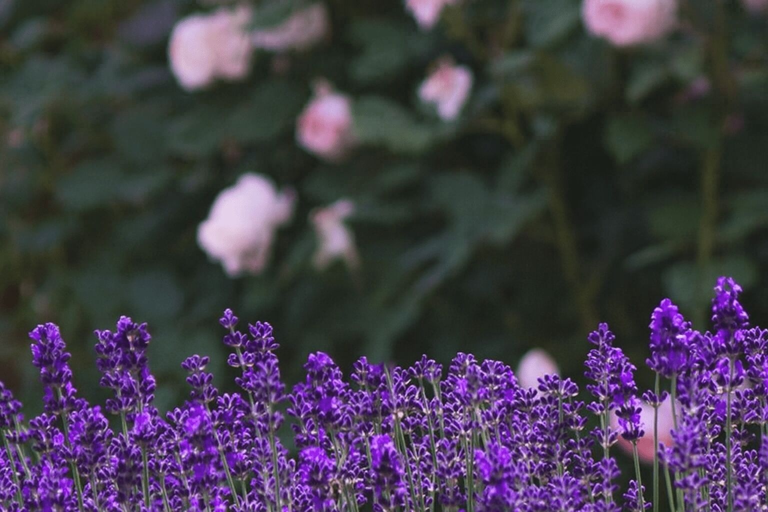 Now's the Time: August, How to Make the Most of Planting this Month