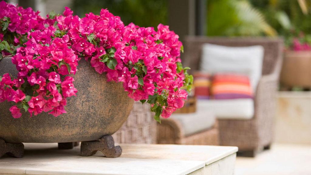 5 One-Pot Wonders for All-Day Sun (Z: 8 - 11)