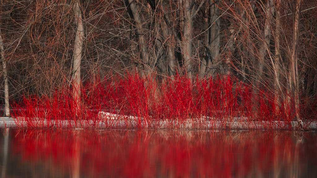 Grow Dogwoods for Winter Color in Your Landscape