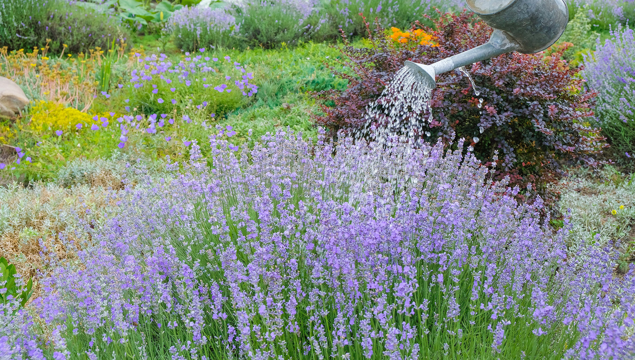 How to Water Your Garden to Keep Your Plants Healthy