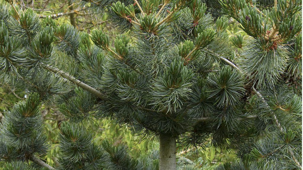 We're Pining for These Conifers Coming Back in Style