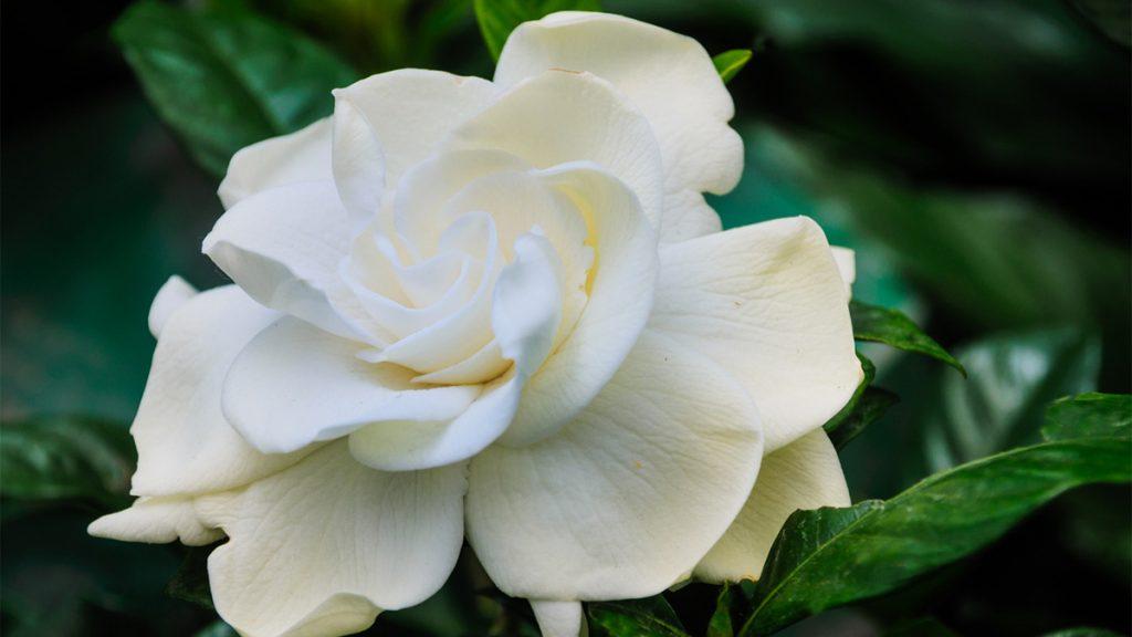 All About these Fragrant "Grafted" Gardenias