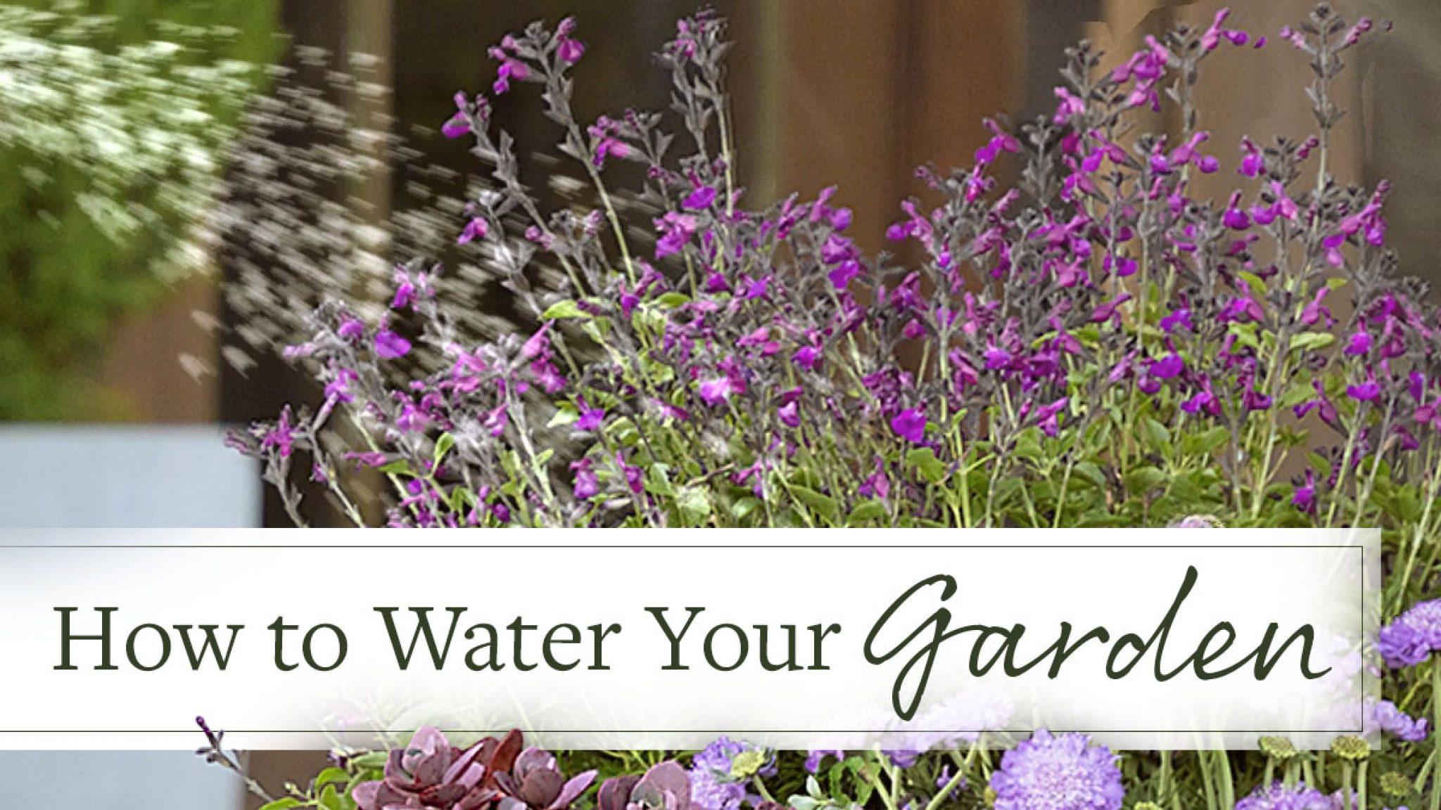 How to Water Your Garden to Keep Your Plants Healthy