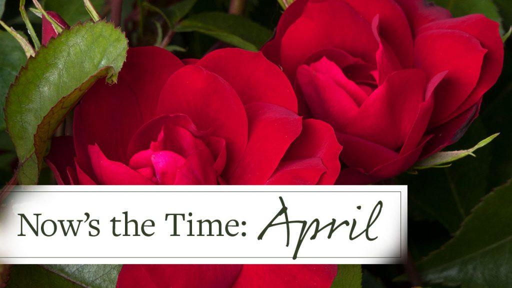 Now's the Time: April, How to Make the Most of Planting this Month