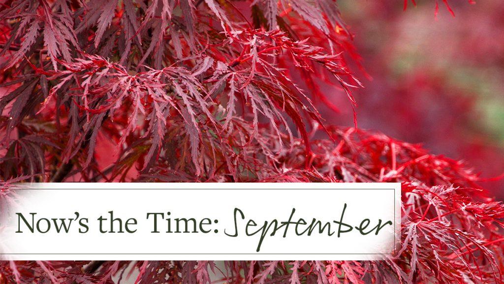 Now's the Time: September, How to Make the Most of Planting this Month
