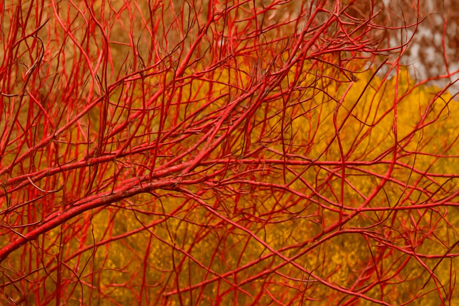 Now's the Time: November/December, How to Make the Most of Planting