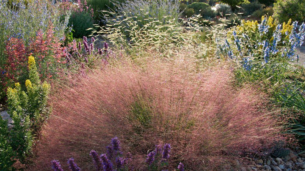 Bursting at the Seams! The Garden in August