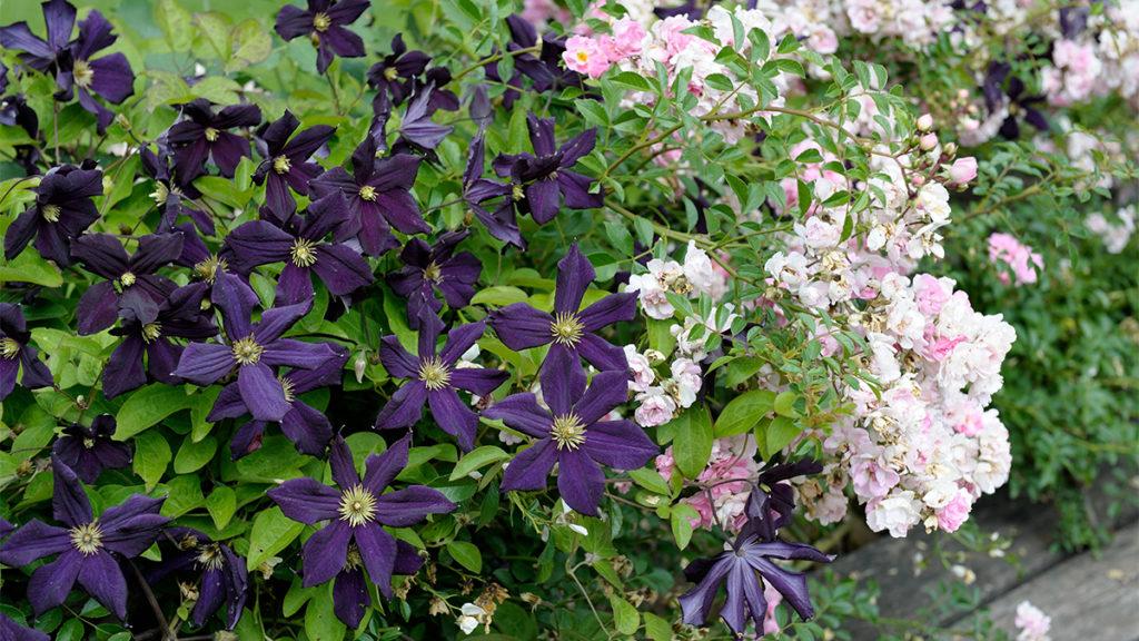 Romantic Summer Color Combo with Roses and Clematis