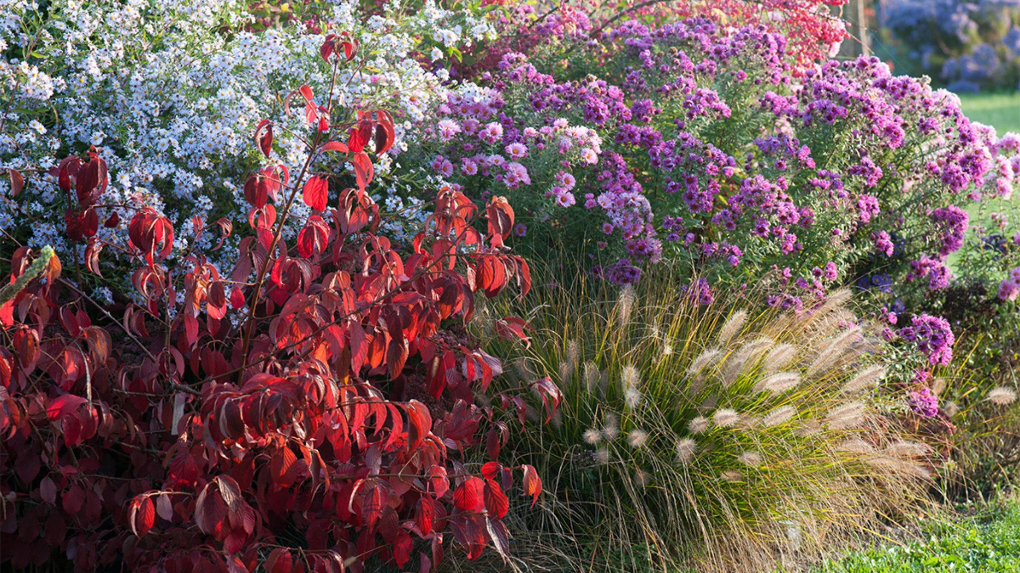 Early Fall's Fabulous Finery to Add in Your Garden