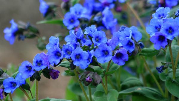 True Blue: A Few of Our Top Plant Picks for Adding Blue to Your Landscape