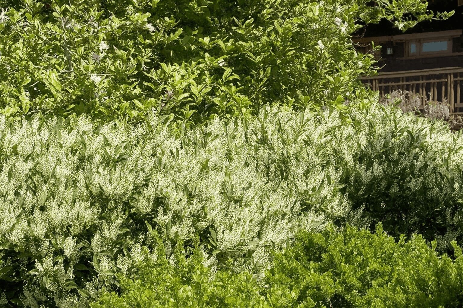 Top Tips for Pruning Shrubs: A Comprehensive Guide