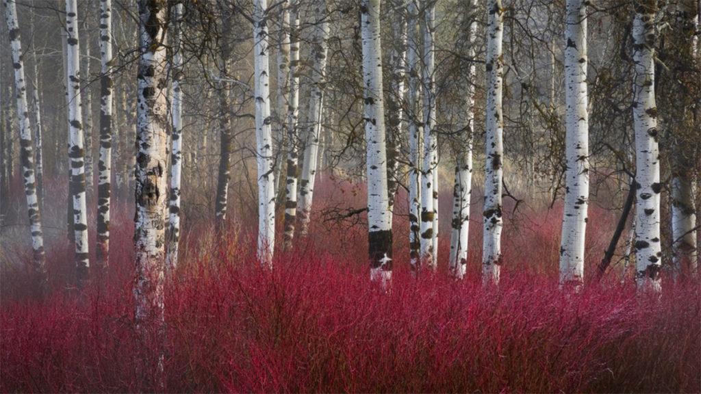 Grow cold tolerant Dogwoods to bring the heat this winter