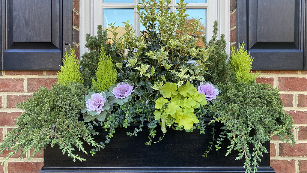 Winter window box ideas and holiday container inspiration from professional designers