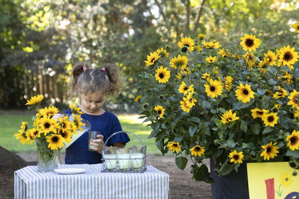 SunBelievable®: A Sunflower for the 21st Century