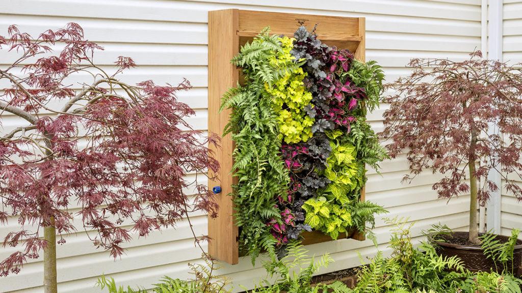 Fill a Shady Wall with Color Using these Plants