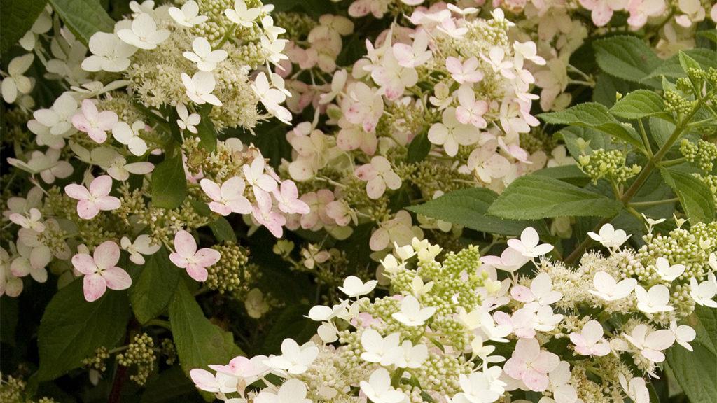 Midwest: 5 Shrubs That Look Great in August (Zone: 3-7)