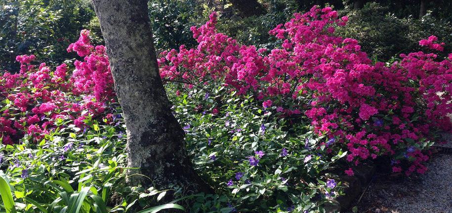 Better Ways to Design with Azaleas in Your Garden