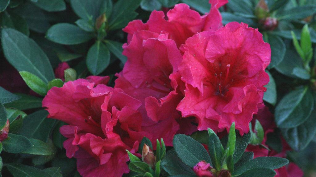 In Bloom: Now's the Time to Buy these Azaleas