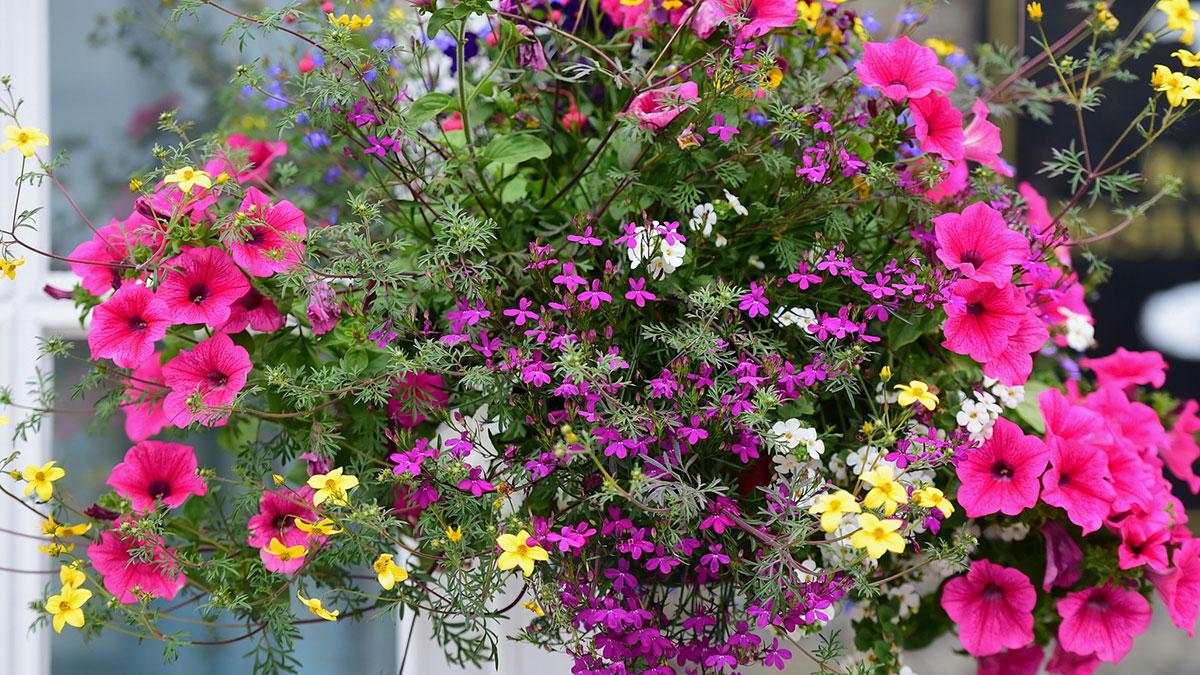 Hang on! Fill our new hanging baskets with a variety of plants.