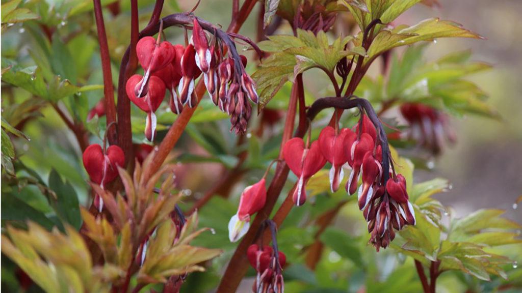 How Romantic: Beautiful Bleeding Hearts in Bloom