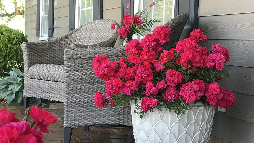 Nitty Gritty™ Pink Rose pops in a neutral porch setting. Photos by Doreen Wynja