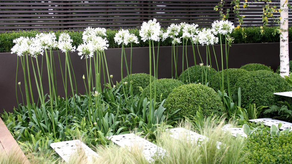 Better Ways to Use Agapanthus to Enhance Your Landscape