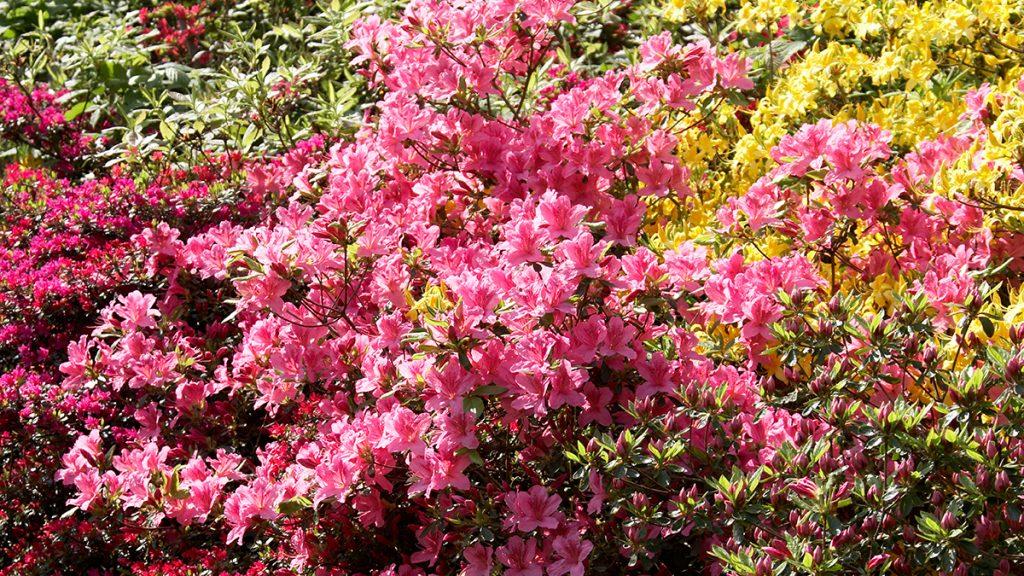 Add Azaleas to Your Garden for Spring Color