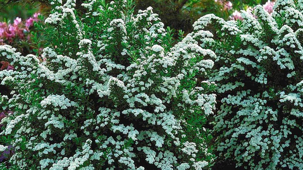 Cool Combo: White + Waterwise Shrubs for Your Garden