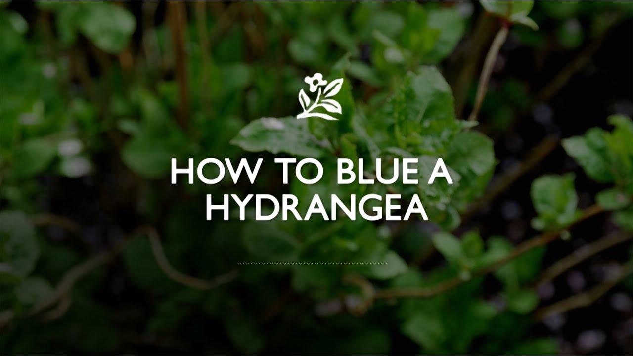 How to Blue Hydrangeas with Monrovia Gardens