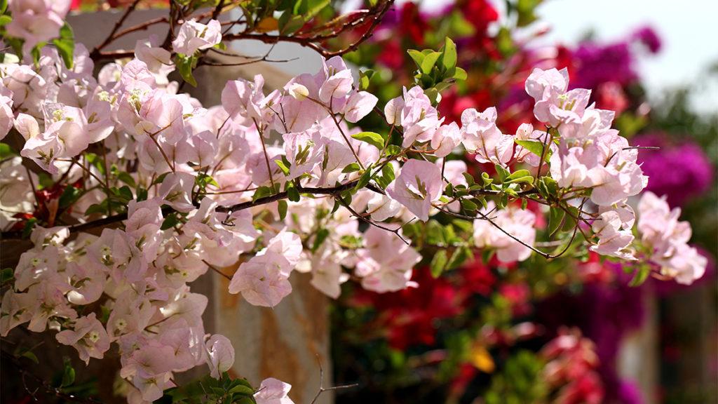 In Bloom: Now's the Time to Buy these Bougainvillea