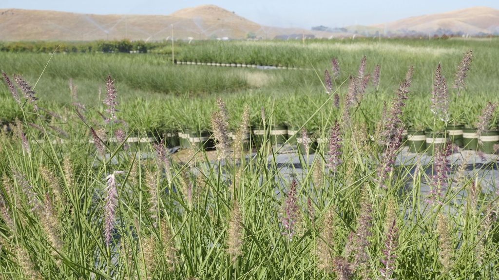 16 Types of Ornamental Grass to Beautify Your Garden