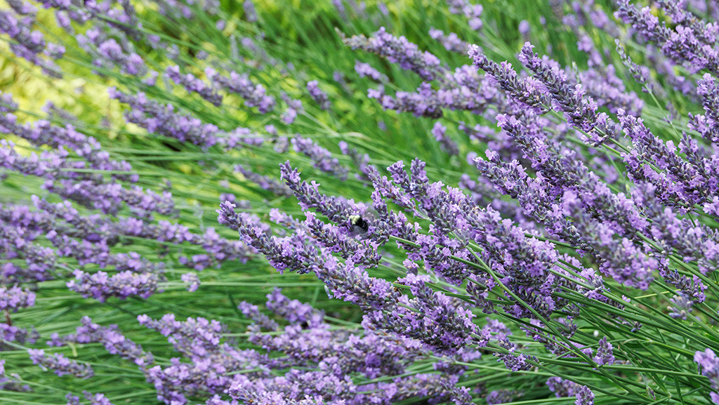 Ultimate Lavender Care Guide: How to Grow and Care For Lavender Plants