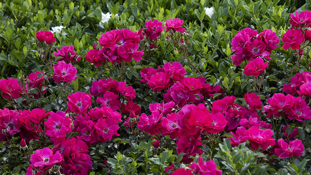 pink shrub roses in full bloom