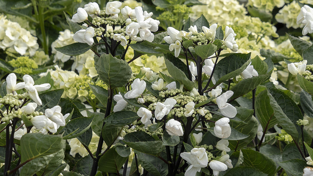 white flowers and black stems on glacier bay hydrangea 