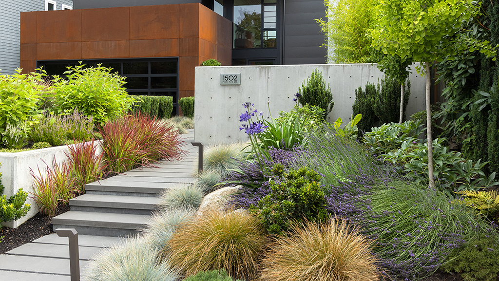 front yard and entry way with grasses, purple flowers, and shrubs