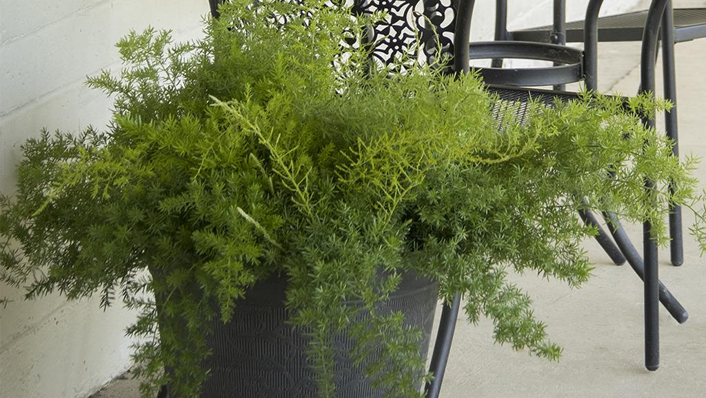 An Asparagus Fern in a black pot next to a patio chair.