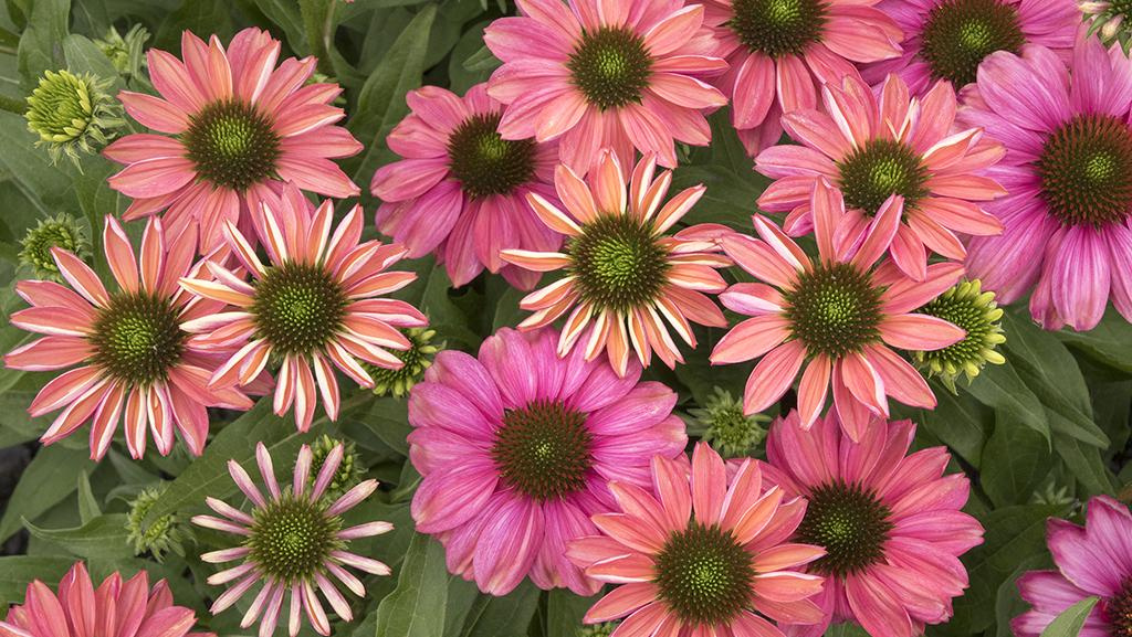 pink coneflowers