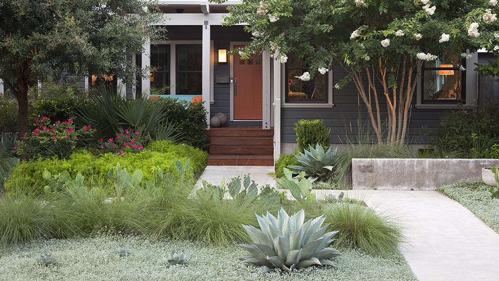 Front yard with water-wise plants such as Silver Ponyfoot groundcover, Paeonia peonies, fountain grass, and an oak tree.
