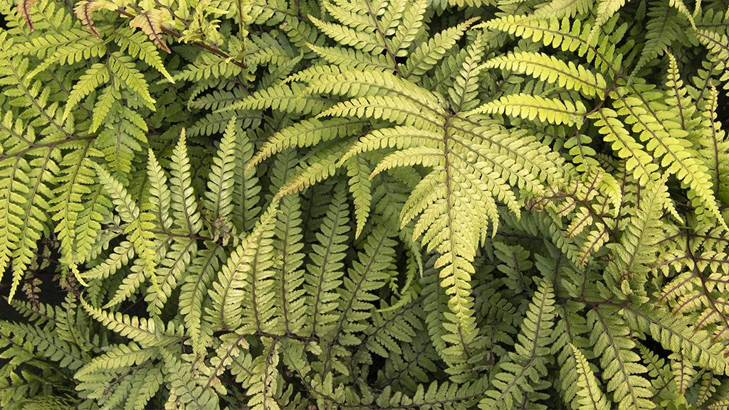 green fern foliage