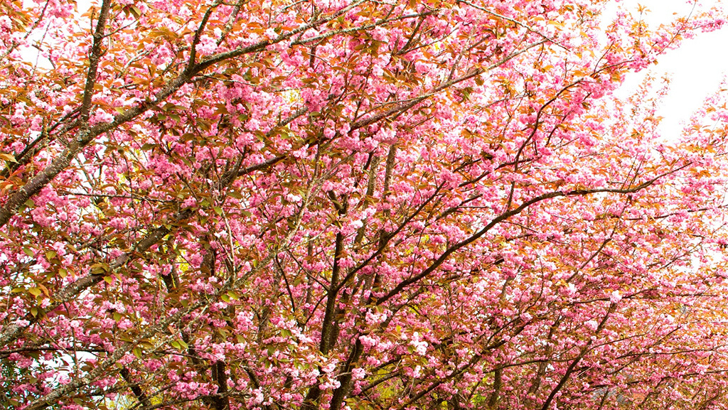 pink flowering cherry tree