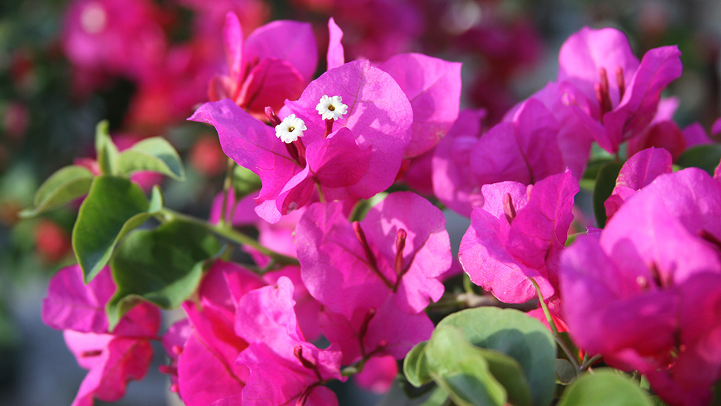 bright fuchsia bracts on bougainvillea plants