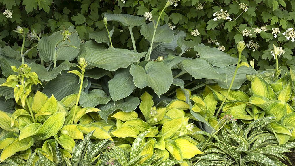hostas in garden with lungwort
