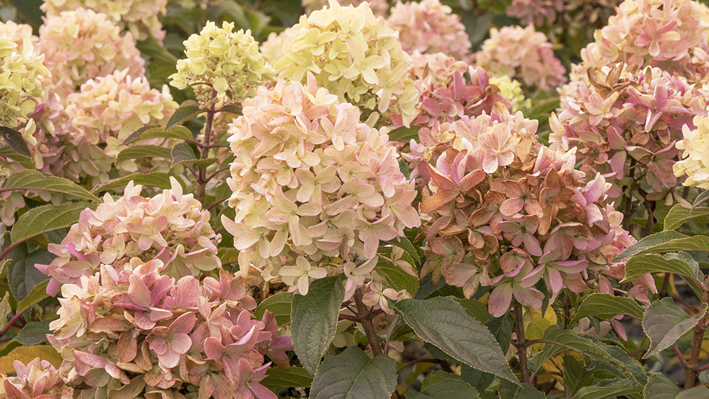 Pink-blushed panicle hydrangea flowers