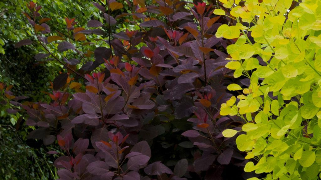 Close-up of a Golden Spirit Smoke Tree.