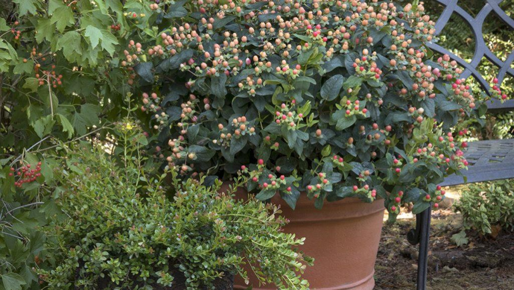 Close-up of a FloralBerry Pinot St. John’s Wort in a pot placed between a shrub and a bench.