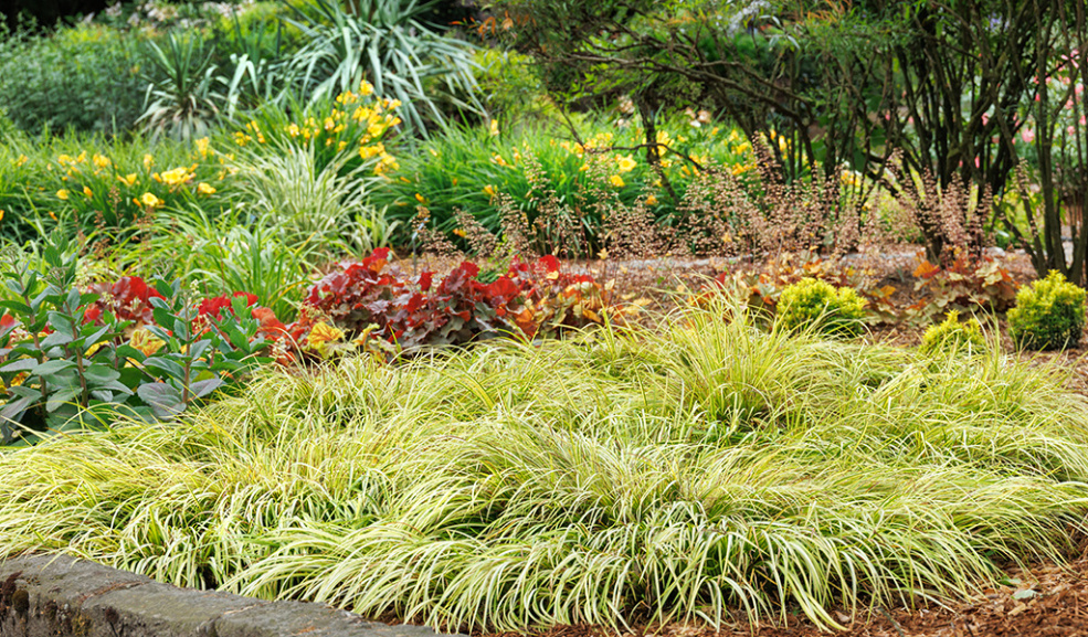 Golden Variegated Sweet Flag plant in a field next to different plants.