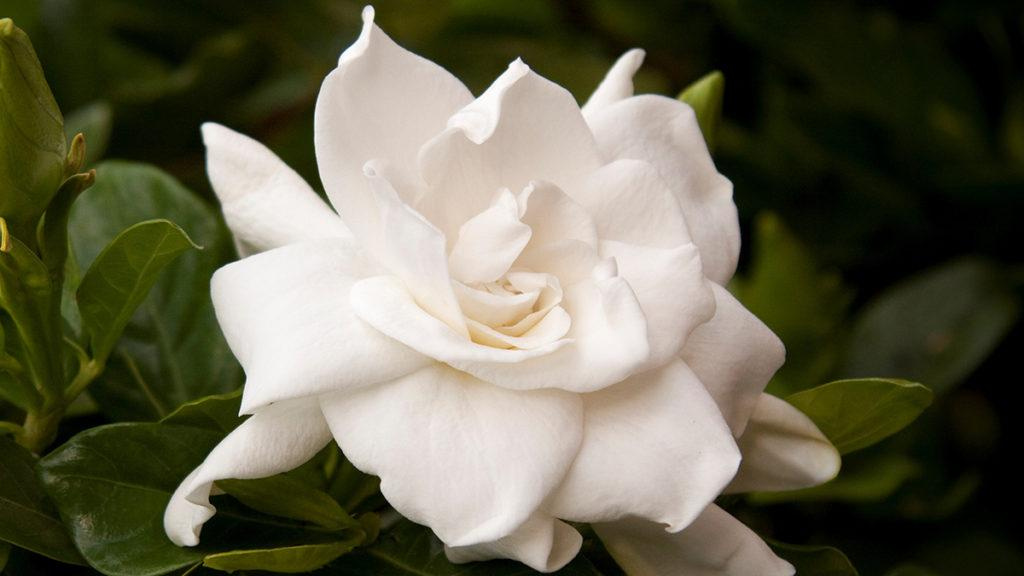 Close-up of a single August Beauty Gardenia flower.